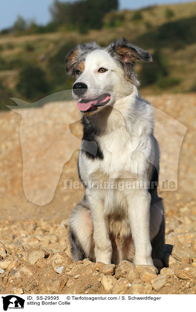sitting Border Collie / SS-29595