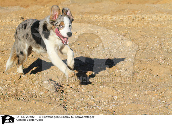 running Border Collie / SS-29602