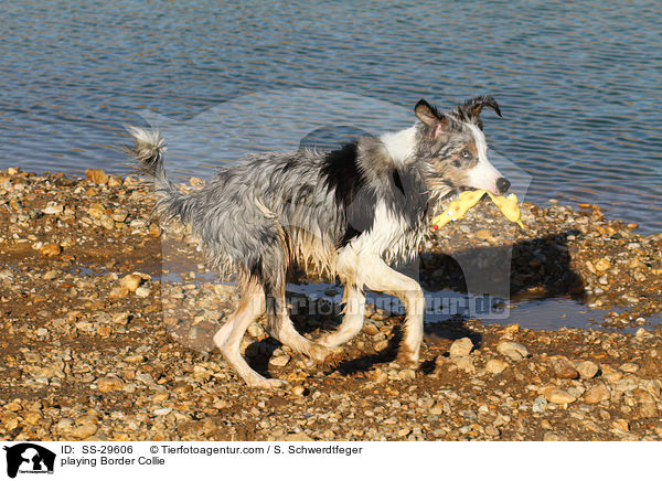spielender Border Collie / playing Border Collie / SS-29606