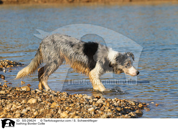 badender Border Collie / bathing Border Collie / SS-29624