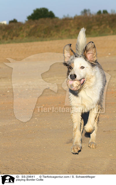 playing Border Collie / SS-29641