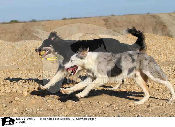 2 dogs / SS-29679