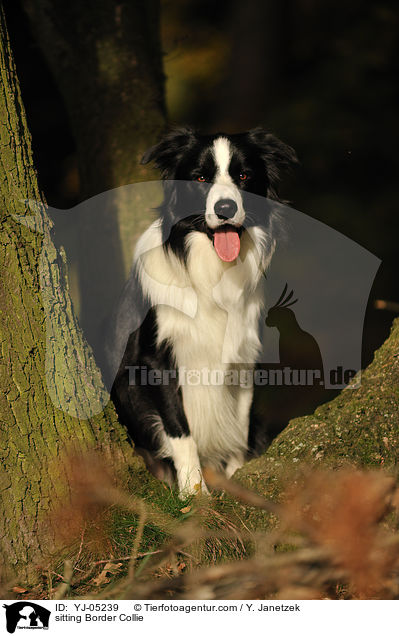 sitting Border Collie / YJ-05239
