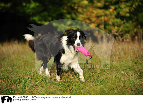 playing Border Collie / YJ-05246