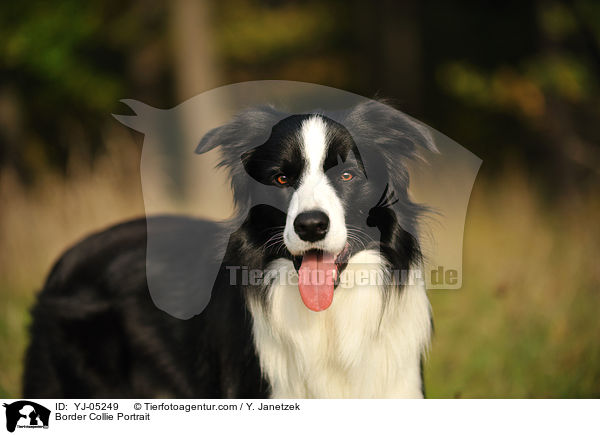 Border Collie Portrait / YJ-05249