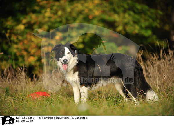 Border Collie / YJ-05250