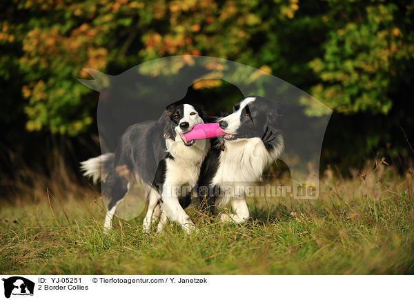 2 Border Collies / YJ-05251