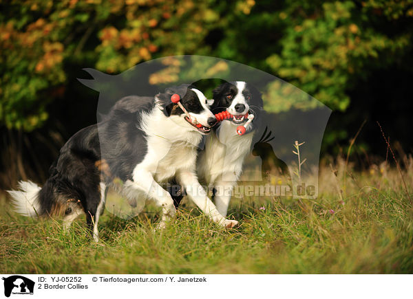 2 Border Collies / YJ-05252