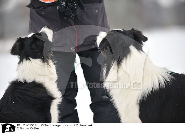 2 Border Collies / YJ-05518