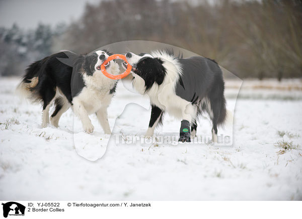 2 Border Collies / 2 Border Collies / YJ-05522