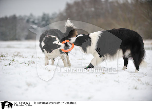 2 Border Collies / 2 Border Collies / YJ-05523