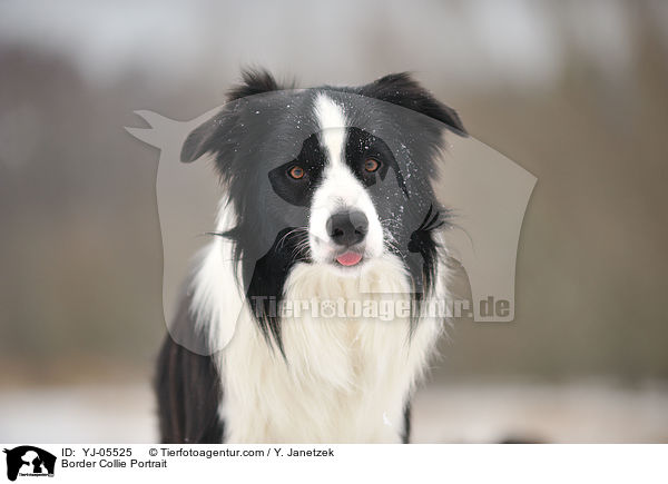 Border Collie Portrait / YJ-05525