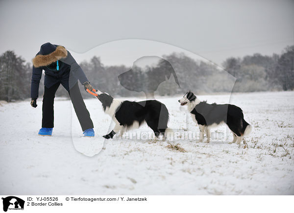 2 Border Collies / 2 Border Collies / YJ-05526