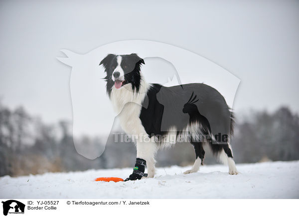 Border Collie / Border Collie / YJ-05527