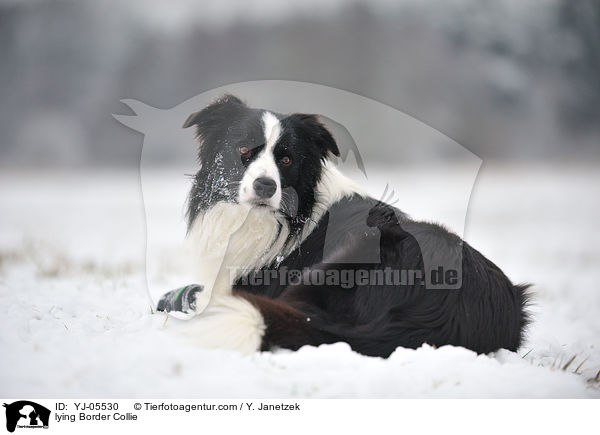 lying Border Collie / YJ-05530