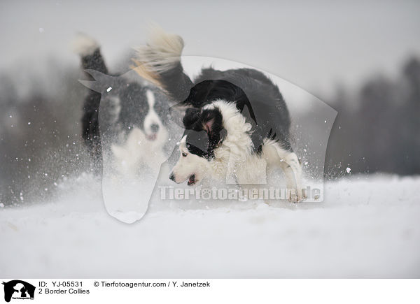 2 Border Collies / YJ-05531