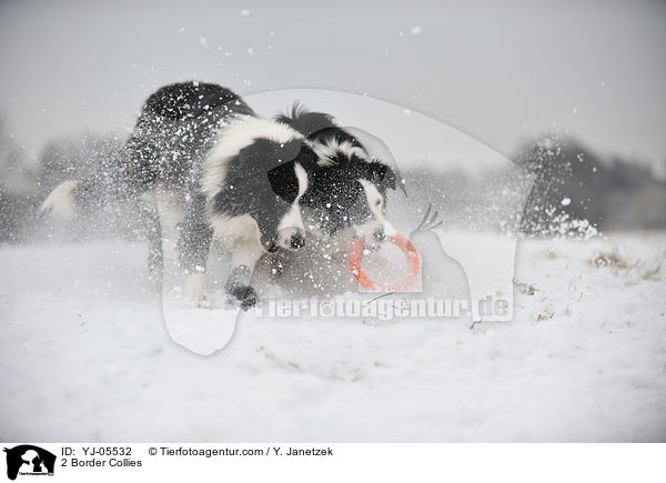 2 Border Collies / YJ-05532