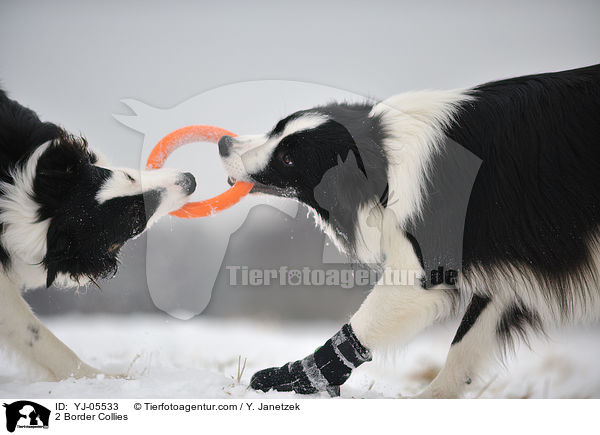 2 Border Collies / 2 Border Collies / YJ-05533
