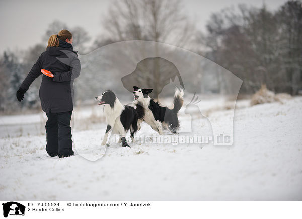 2 Border Collies / YJ-05534