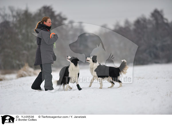 2 Border Collies / YJ-05536