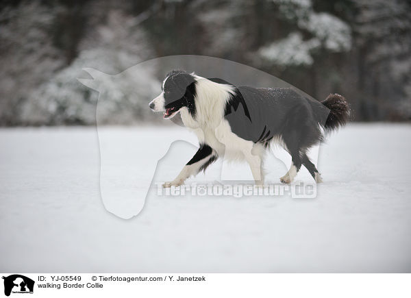 walking Border Collie / YJ-05549