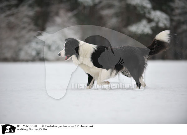 walking Border Collie / YJ-05550