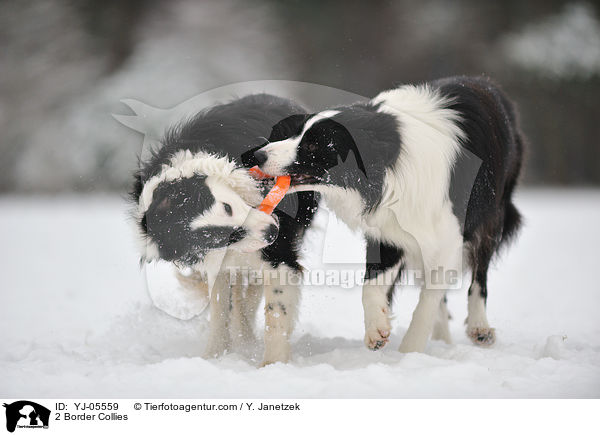 2 Border Collies / YJ-05559