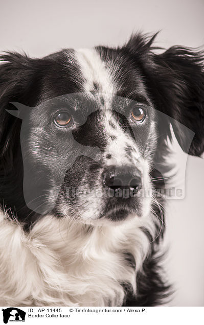 Border Collie face / AP-11445