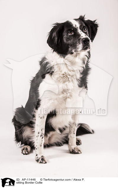 sitting Border Collie / AP-11446