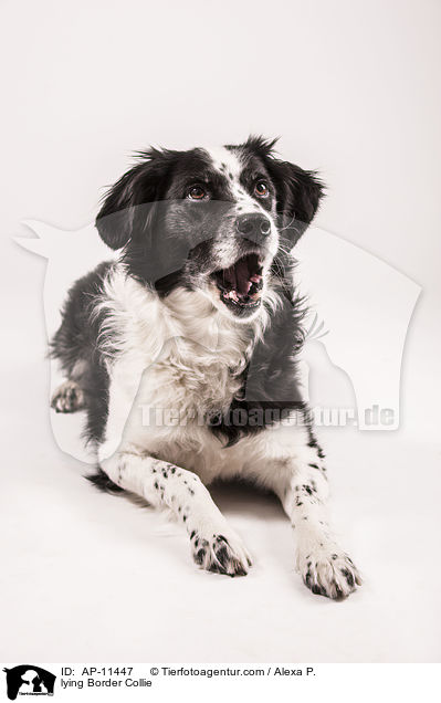 lying Border Collie / AP-11447