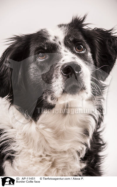 Border Collie face / AP-11451