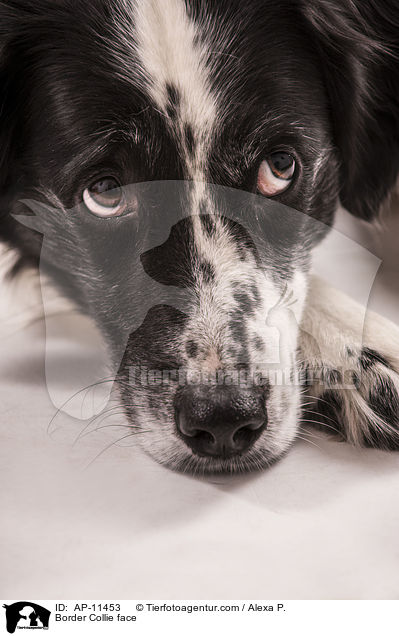 Border Collie face / AP-11453