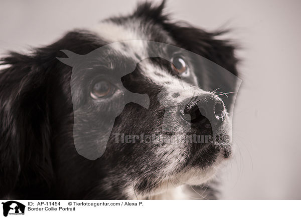 Border Collie Portrait / AP-11454