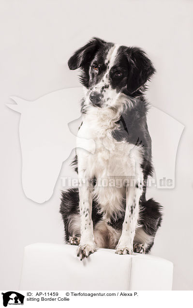 sitting Border Collie / AP-11459