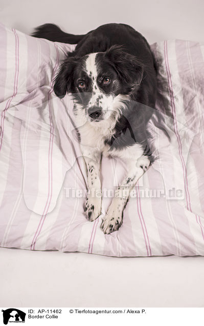 Border Collie / AP-11462