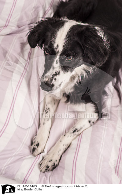 lying Border Collie / AP-11463