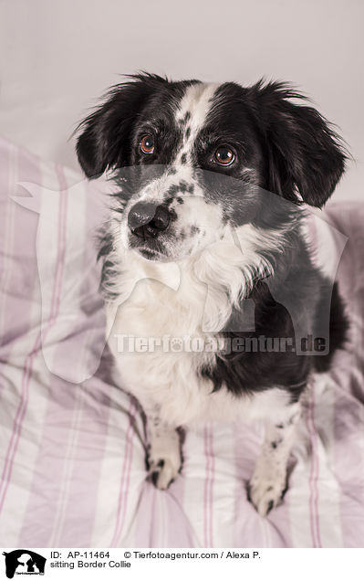 sitting Border Collie / AP-11464