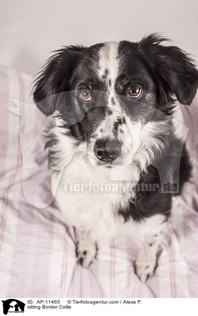 sitting Border Collie / AP-11465