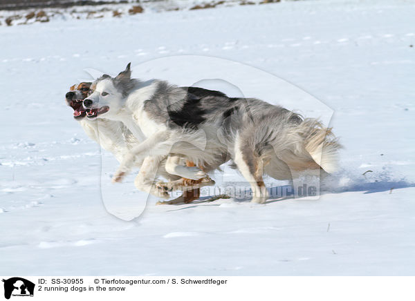 2 running dogs in the snow / SS-30955