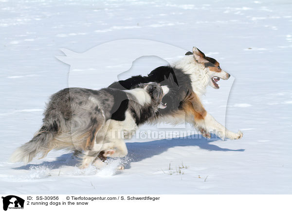 2 rennende Hunde im Schnee / 2 running dogs in the snow / SS-30956