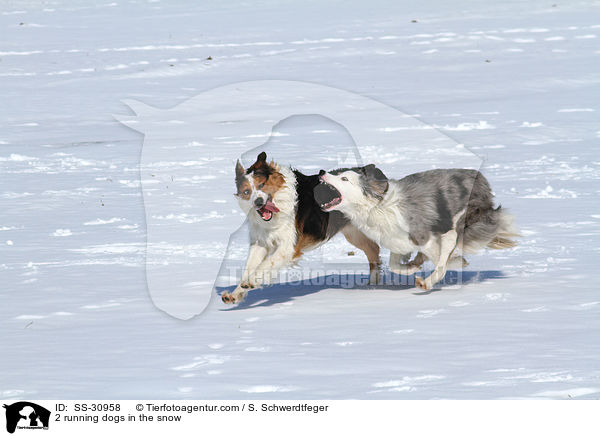 2 rennende Hunde im Schnee / 2 running dogs in the snow / SS-30958