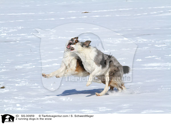 2 running dogs in the snow / SS-30959