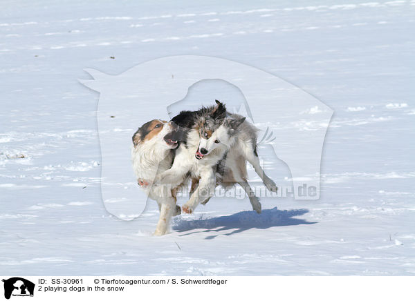 2 playing dogs in the snow / SS-30961