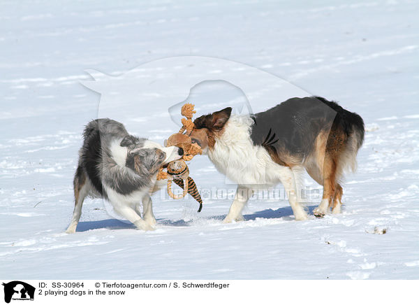 2 playing dogs in the snow / SS-30964