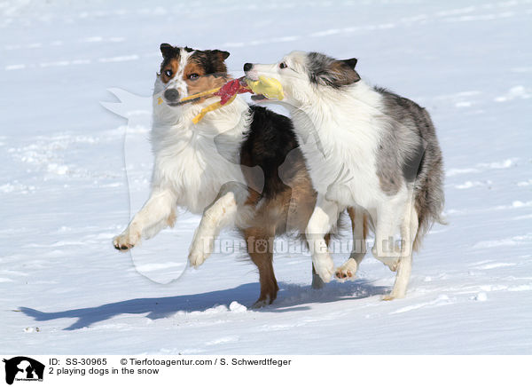 2 playing dogs in the snow / SS-30965