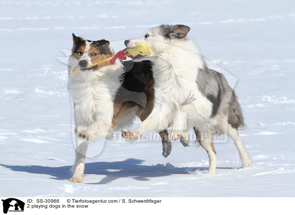 2 spielende Hunde im Schnee / 2 playing dogs in the snow / SS-30966