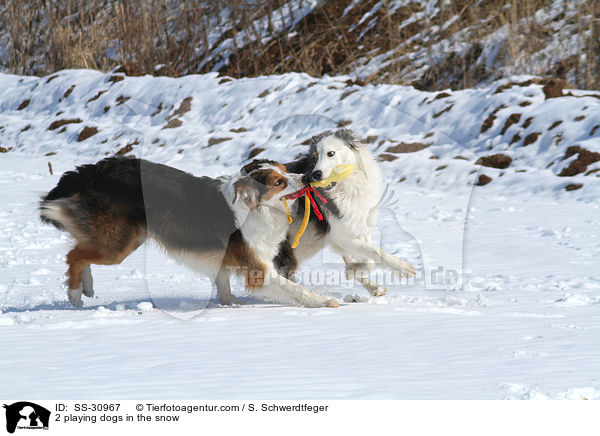 2 playing dogs in the snow / SS-30967