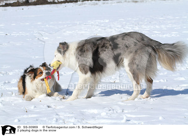 2 playing dogs in the snow / SS-30969