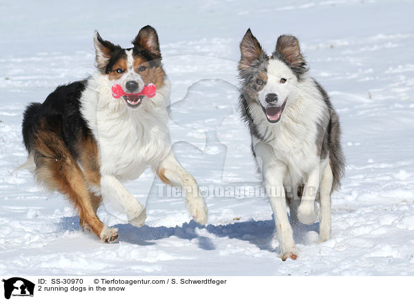 2 rennende Hunde im Schnee / 2 running dogs in the snow / SS-30970