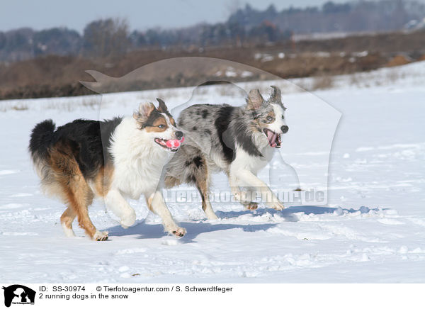 2 running dogs in the snow / SS-30974